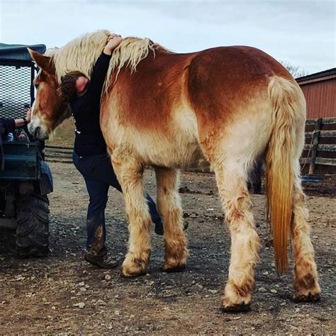 Gentle giants draft horse rescue - Show off your Gentle Giants pride and support our mission at the same time! ... Gentle Giants Draft Horse Rescue. 17250 Old Frederick Road, Mount Airy, MD, 21771, United States. 443-285-3835 info@gentlegiants.org. Hours . Donate Donate with PayPal About Us Contact Our Horses Sponsor